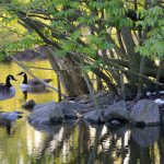 canadian-goose-1374387_1280