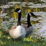geese-1259638_1280