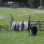 sheep-dog-907653_640